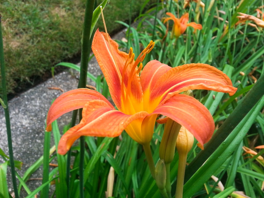 Photo: Flower Macro