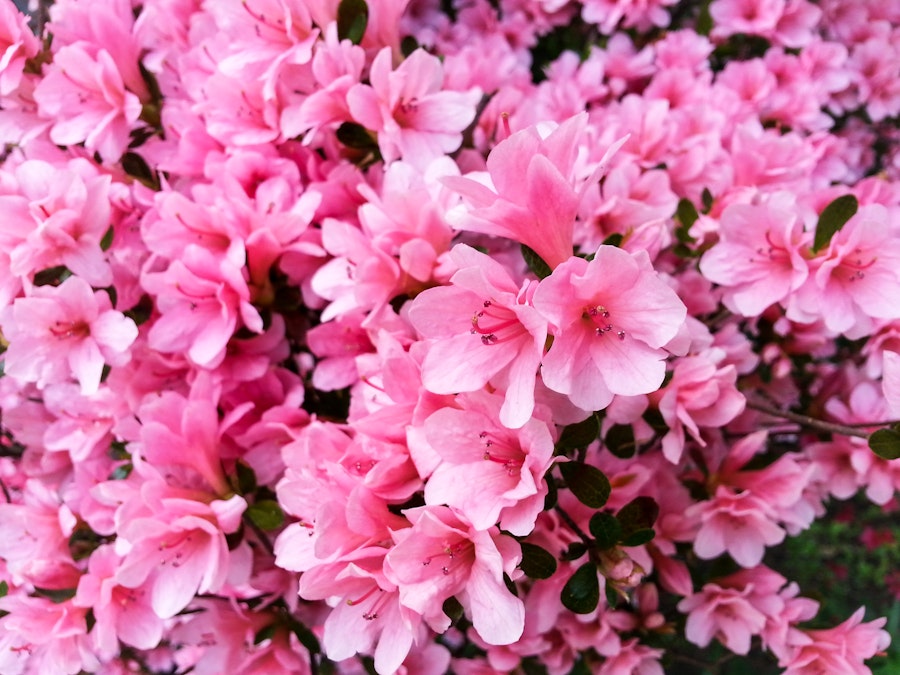 Photo: Flowers