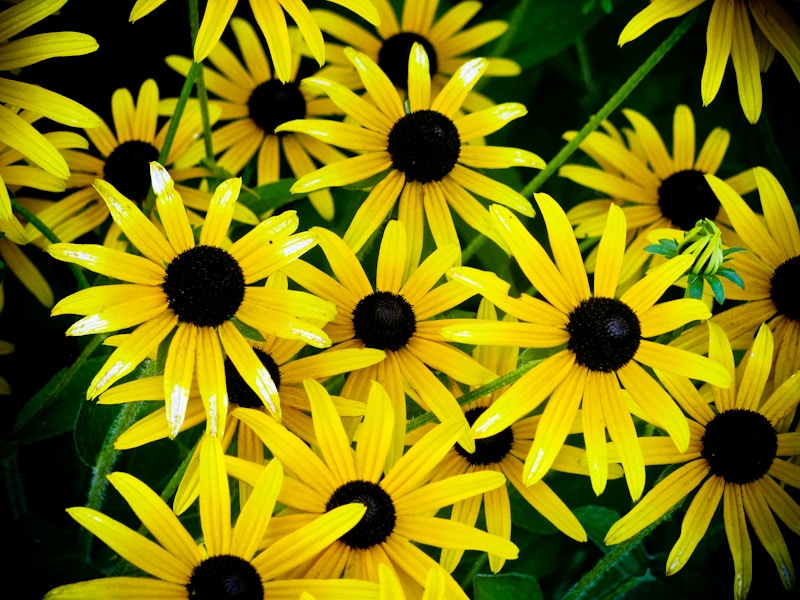 Photo: Flowers