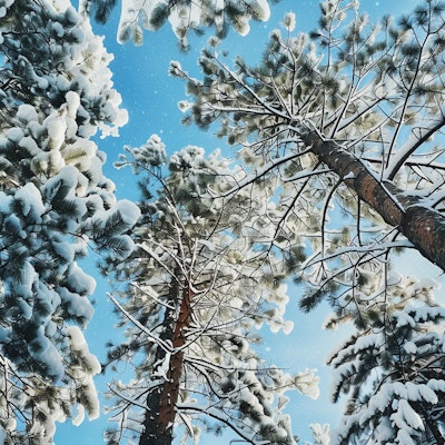 Snow-Covered Pine Trees Under Blue Sky - A stunning view looking up at snow-covered pine trees against a clear blue sky. The fresh snowfall and bright sunlight create a magical winter wonderland scene.