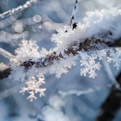 Snowflakes on Frosty Branch - Snowflakes delicately cling to a frosty branch, shimmering in the soft winter light with a bokeh background.