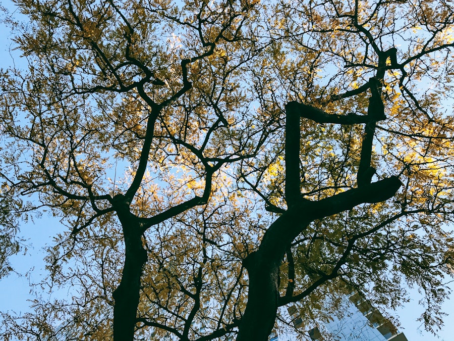 Photo: Tree Leaves and Branches in Shadow