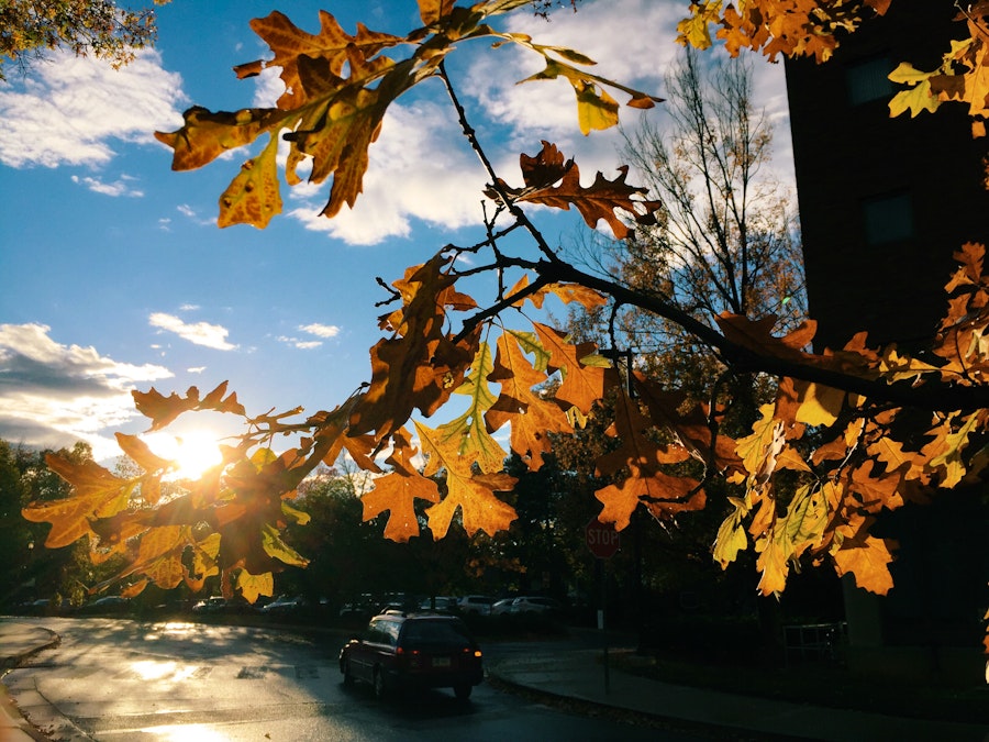 Photo: Fall Tree Leaves