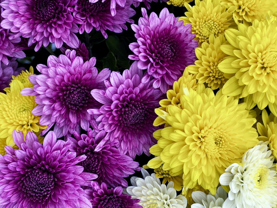 Photo: A group of purple and yellow flowers