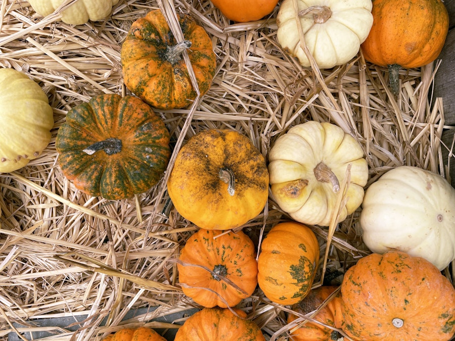 Photo: A group of pumpkins on hay