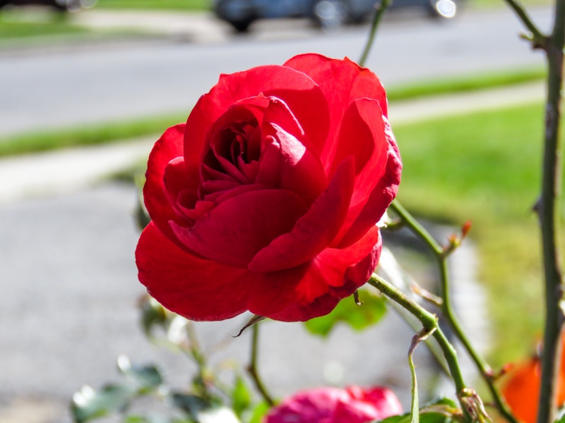 Photo: Rose