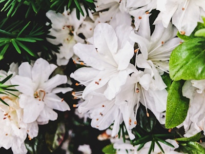 White Flowers in a Bush