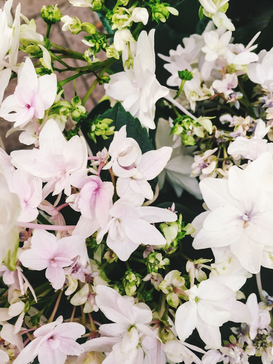 Photo: White Flowers