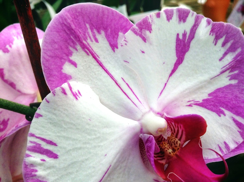 Photo: Flower Macro