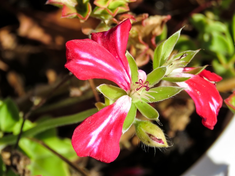 Photo: Red Flower