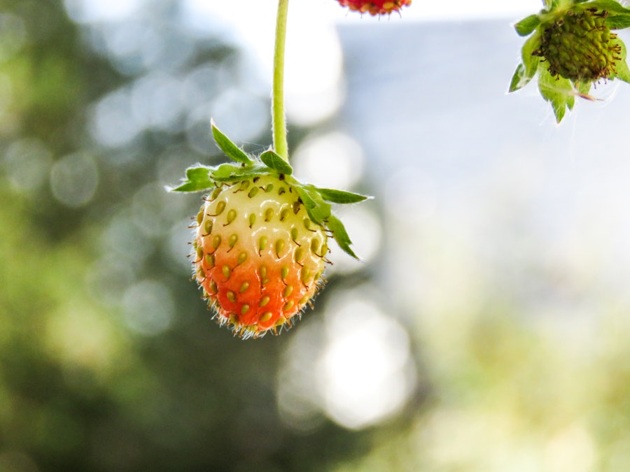 Photo: Strawberry