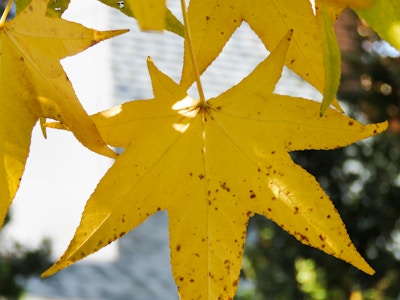 Maple Leaves