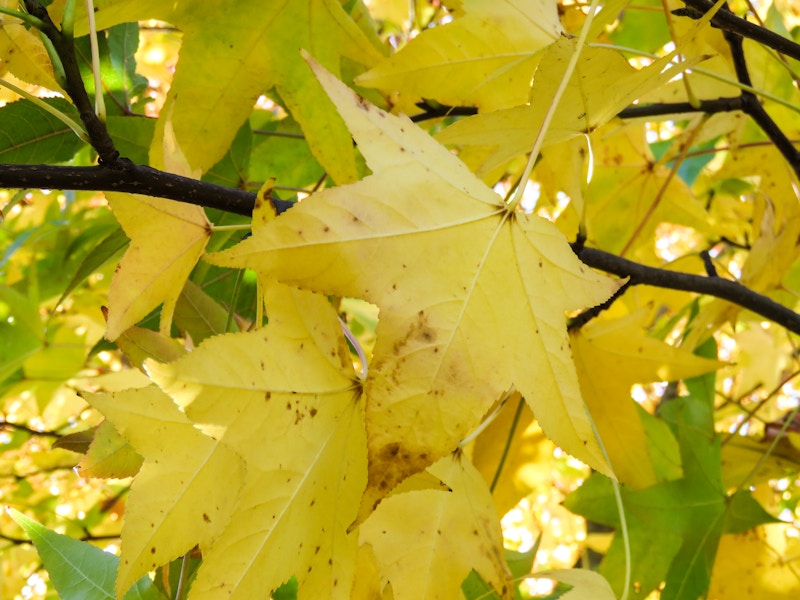 Photo: Yellow Leaves Macro