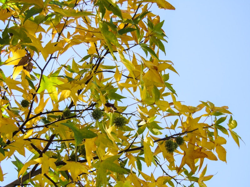 Photo: Tree Leaves