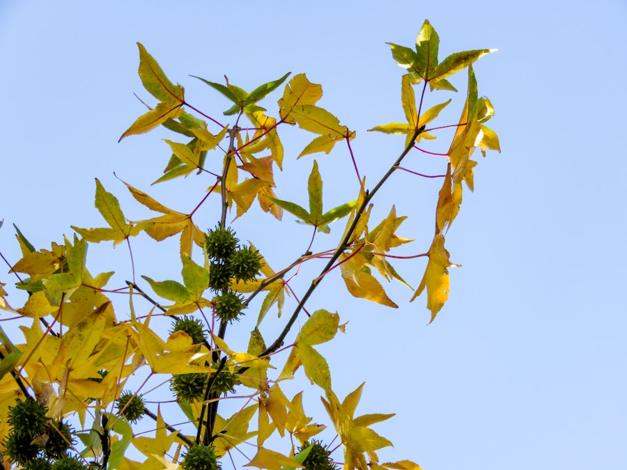 Photo: Fall Leaves on Tree