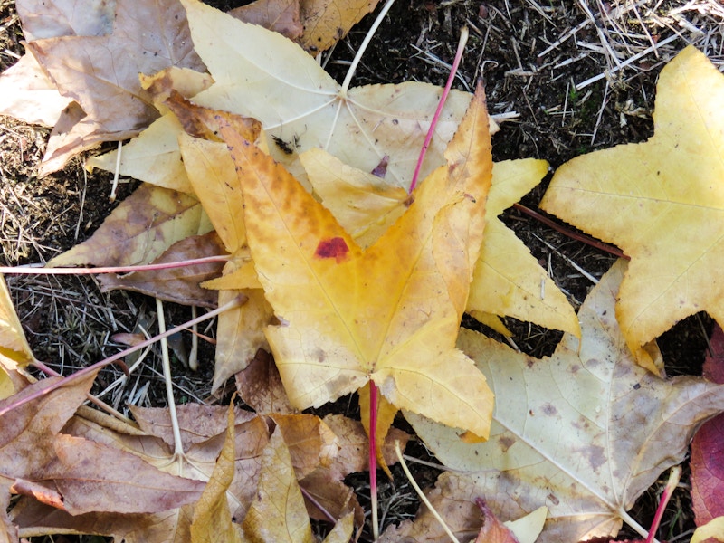 Photo: Leaves