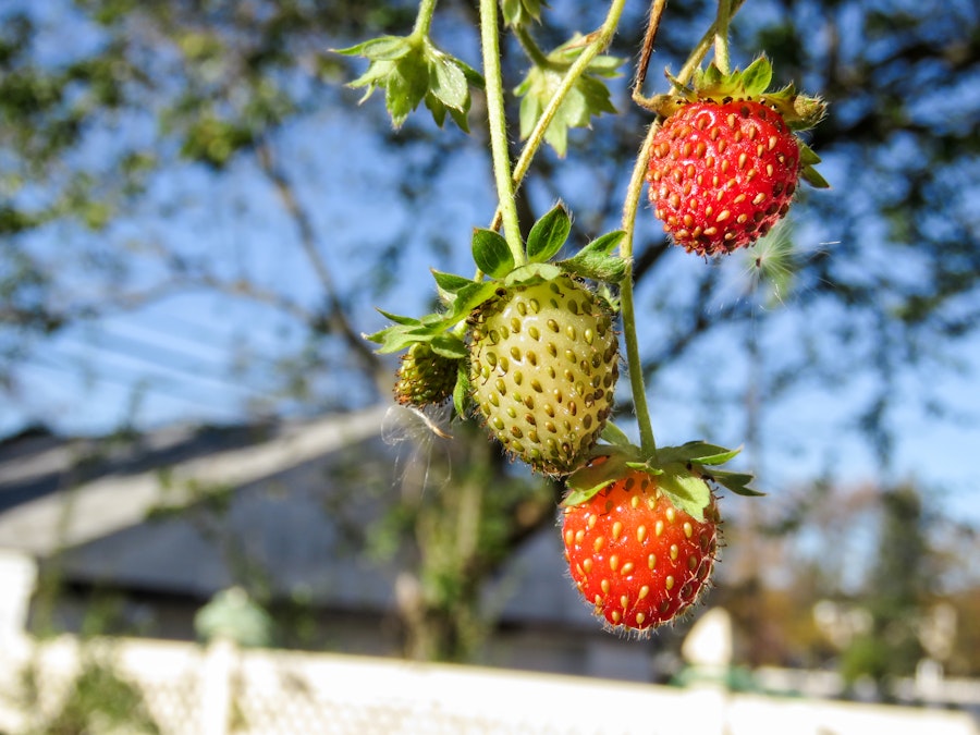 Photo: Three Strawberries