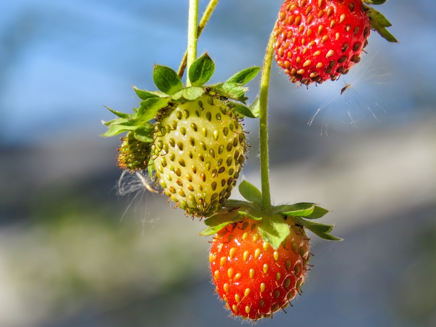 Photo: Strawberries