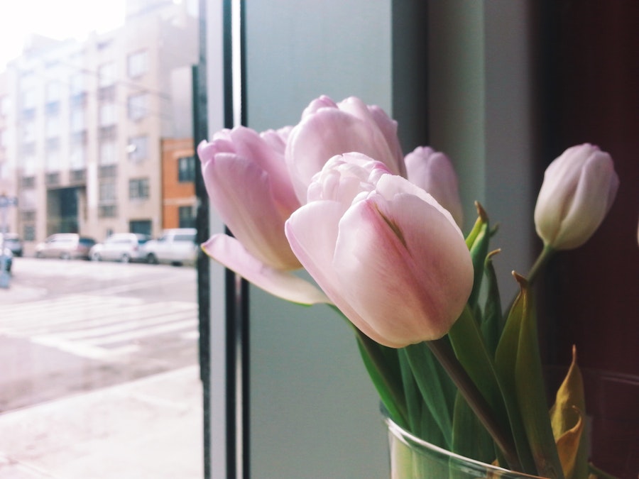 Photo: Tulips