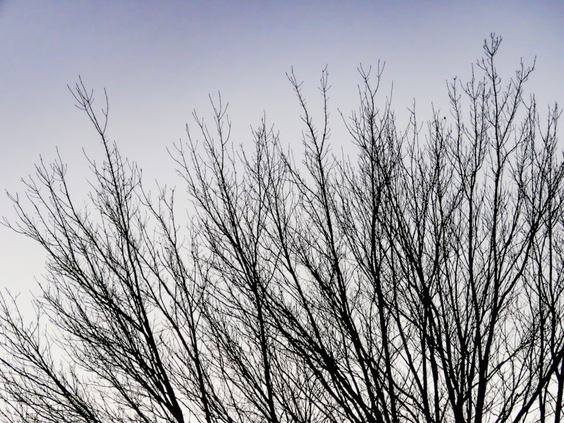 Photo: Branches in Sunset