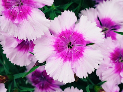 Purple & Pink Flowers