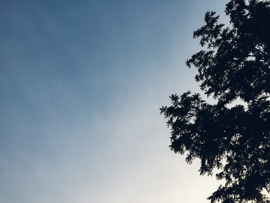 Photo: Leaves Silhouetted on Sunset