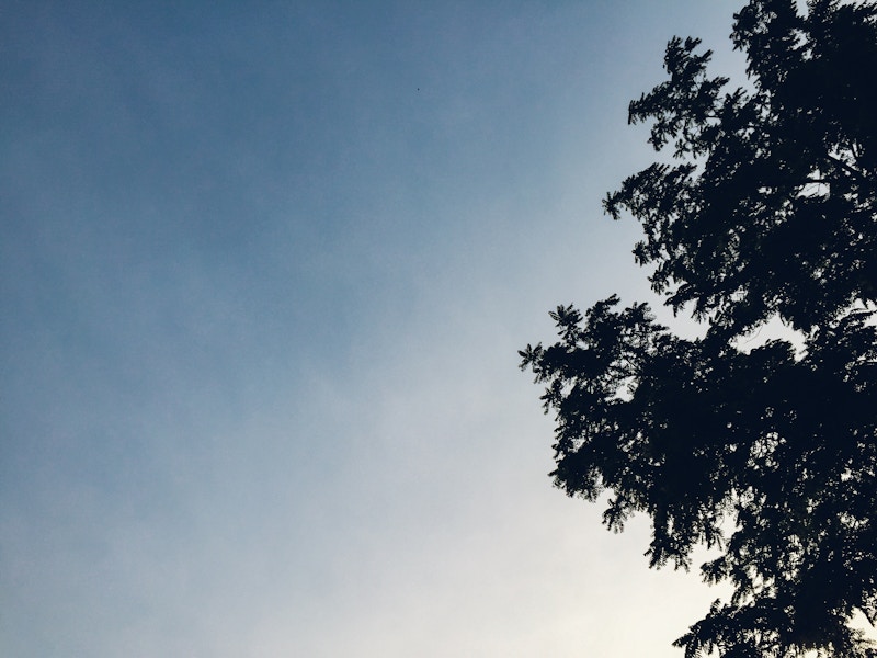 Photo: Leaves Silhouetted on Sunset