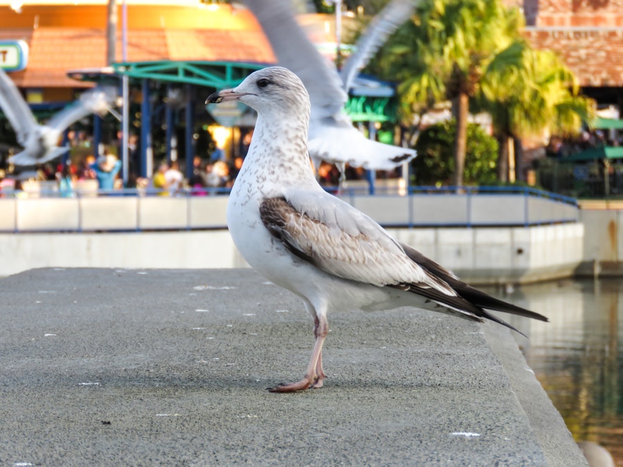 Photo: Seagull