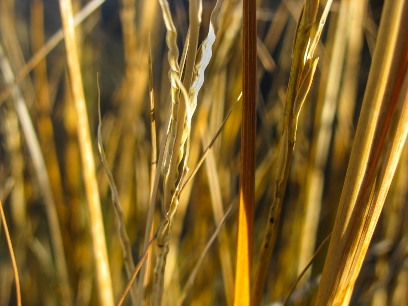 Photo: Leaves