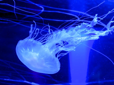 Jellyfish - A jellyfish in a tank with blue lighting 