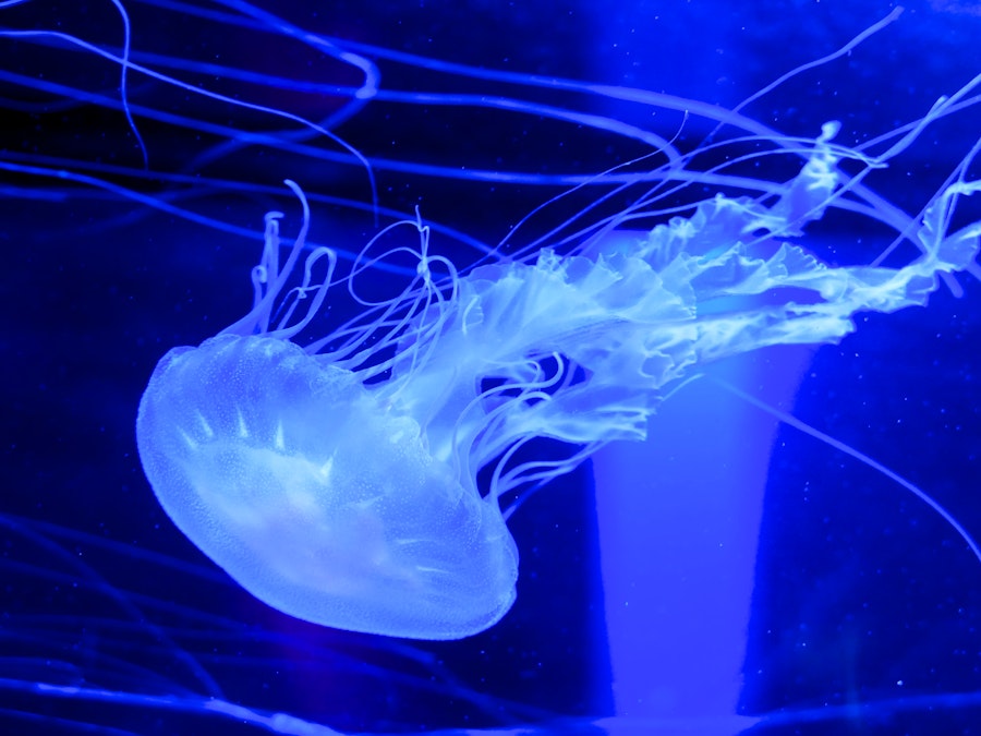 Photo: A jellyfish in a tank with blue lighting 