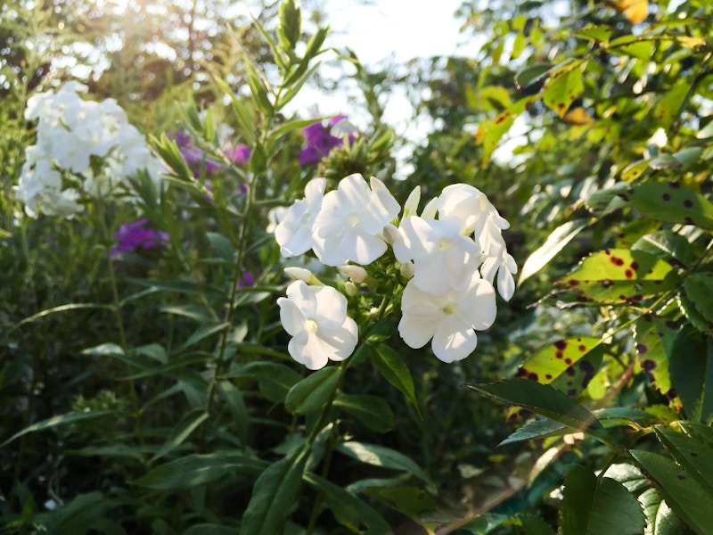 Photo: White Flowers