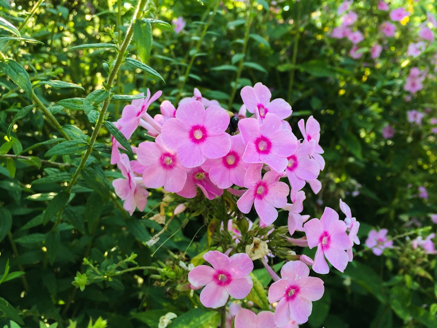 Photo: Pink Flowers With Leaves