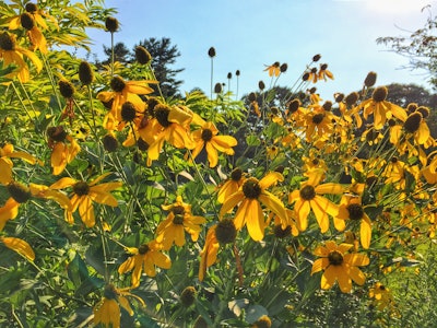 Flowers in Sun