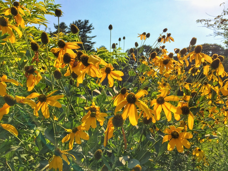 Photo: Flowers in Sun