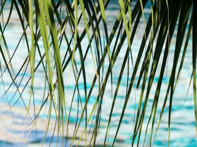 Leaves Over Water