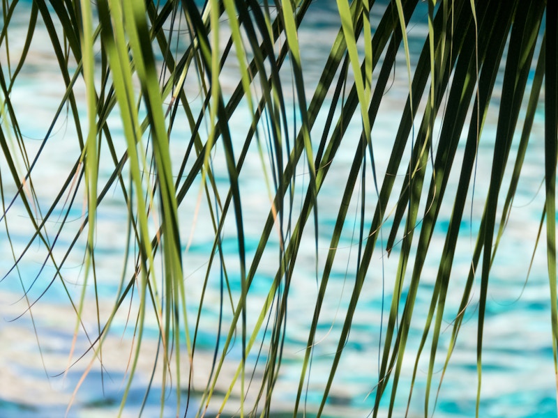 Photo: Leaves Over Water