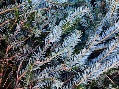 Christmas Tree Leaves - Close up of Christmas pine tree branches