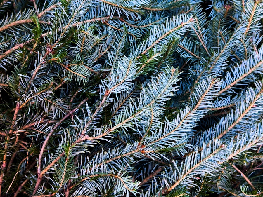 Photo: Close up of Christmas pine tree branches