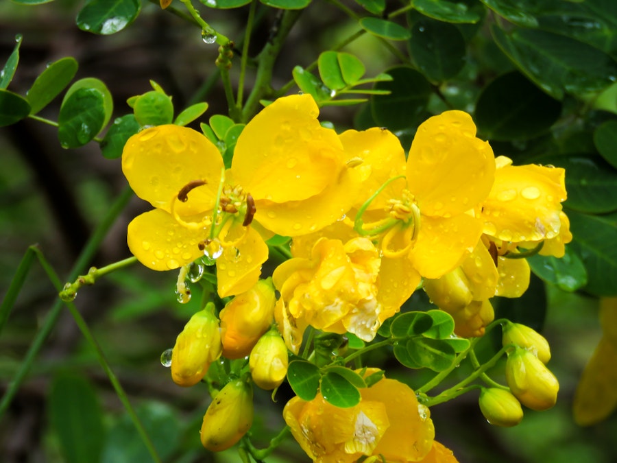 Photo: Wet Yellow Flowers