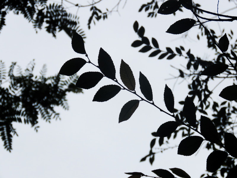 Photo: Silhouette