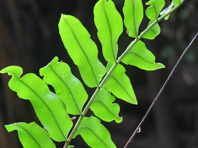 Green Leaves