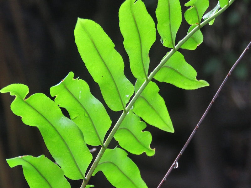 Photo: Green Leaves