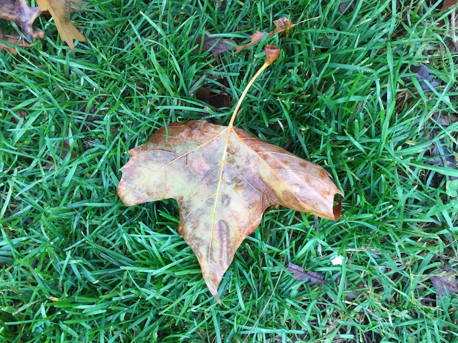 Photo: Leaf on Grass