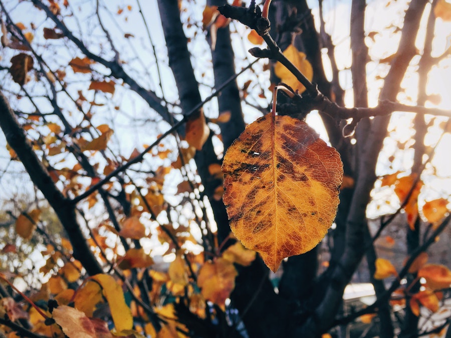 Photo: Fall Leaf