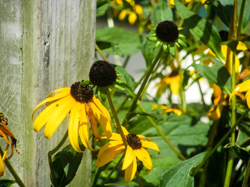 Photo: Flowers