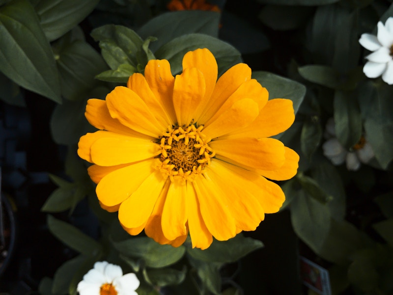 Photo: Yellow Flower in Shadows