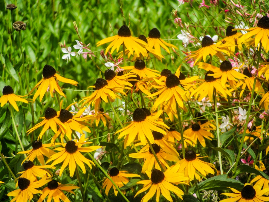 Photo: Flowers