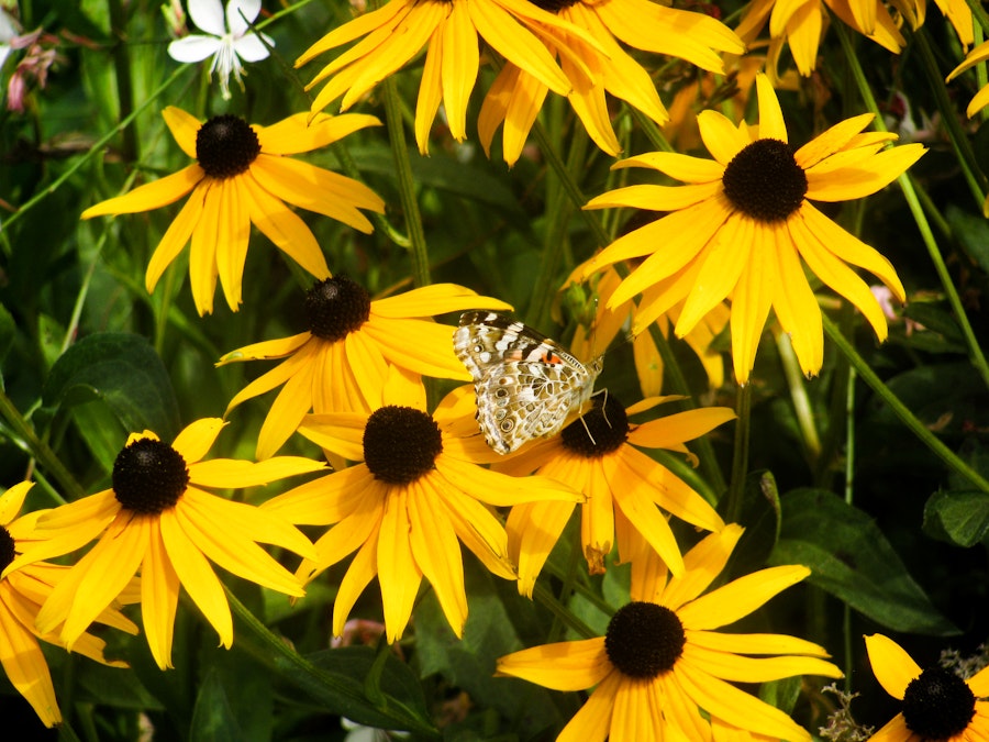 Photo: Butterfly on Yellow Flowers