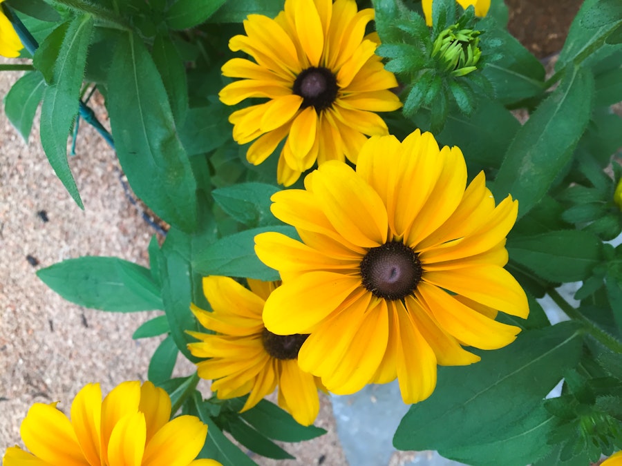 Photo: Yellow Flowers